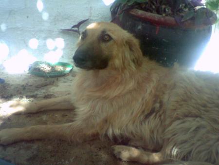 coool c mon petit chien 