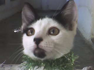 c mon chat